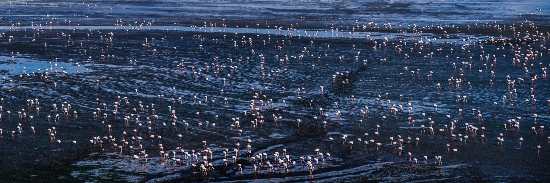 Bolivia Travel Landscape Photography Thousands of Flamingos at Laguna Colorada a salt lake in the Altiplano of Bolivia in Eduardo Avaroa Andean Fauna National Reserve South America
