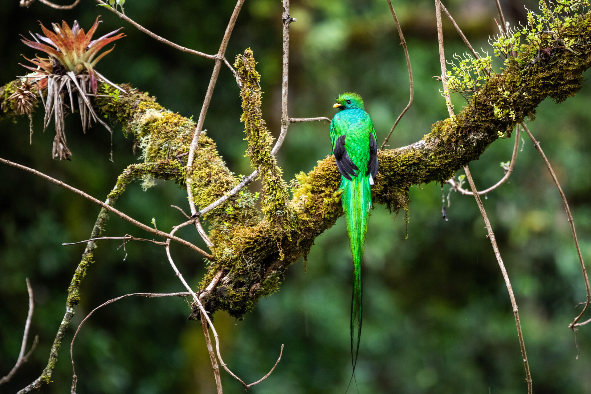 Costa Rica Wildlife Photography Resplendent Quetzal Pharomachrus mocinno San Gerardo de Dota San Jose Province Costa Rica