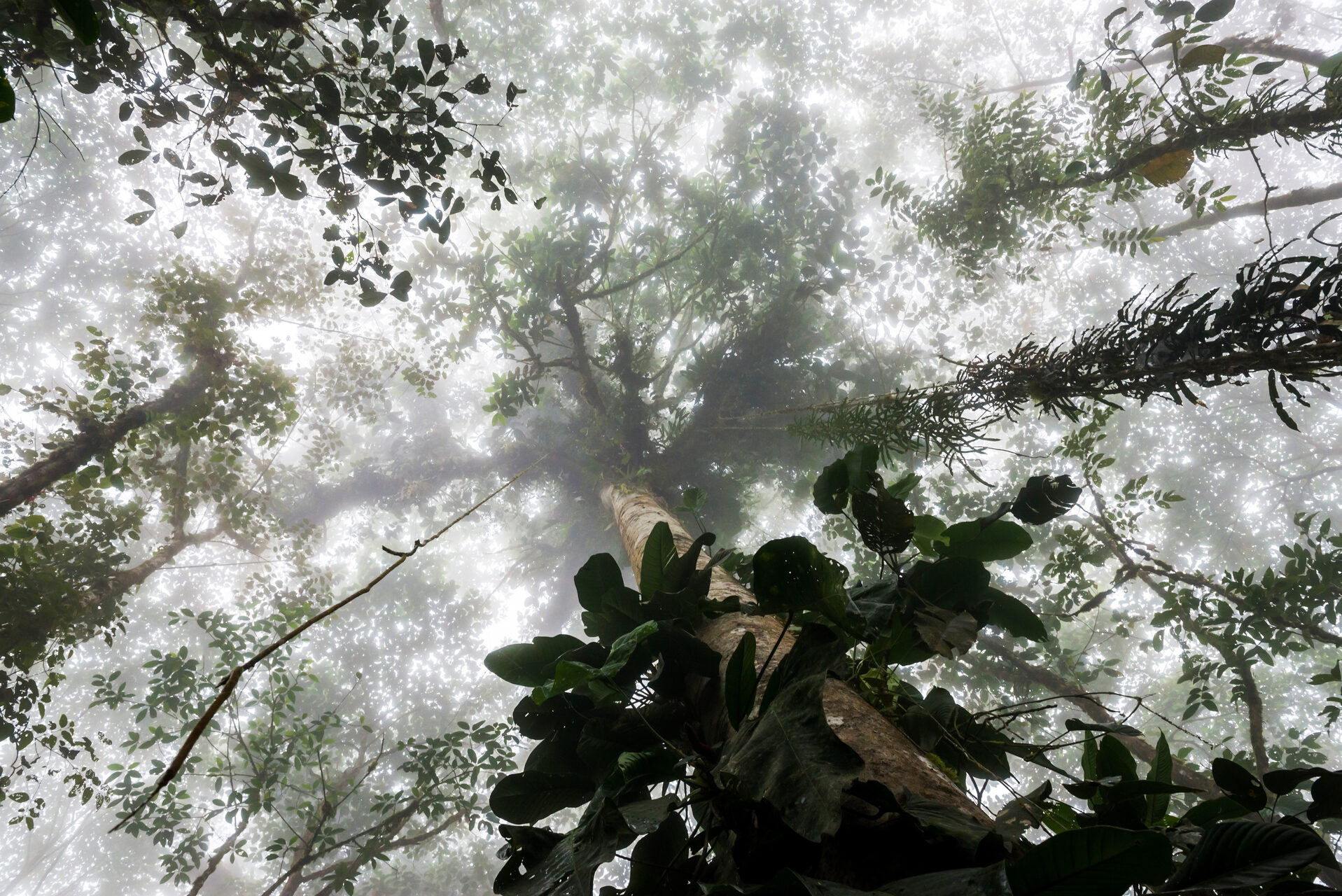 Ecuador Travel Photography Misty Jungle Mashpi Cloud Forest in the Choco Rainforest Ecuador South America