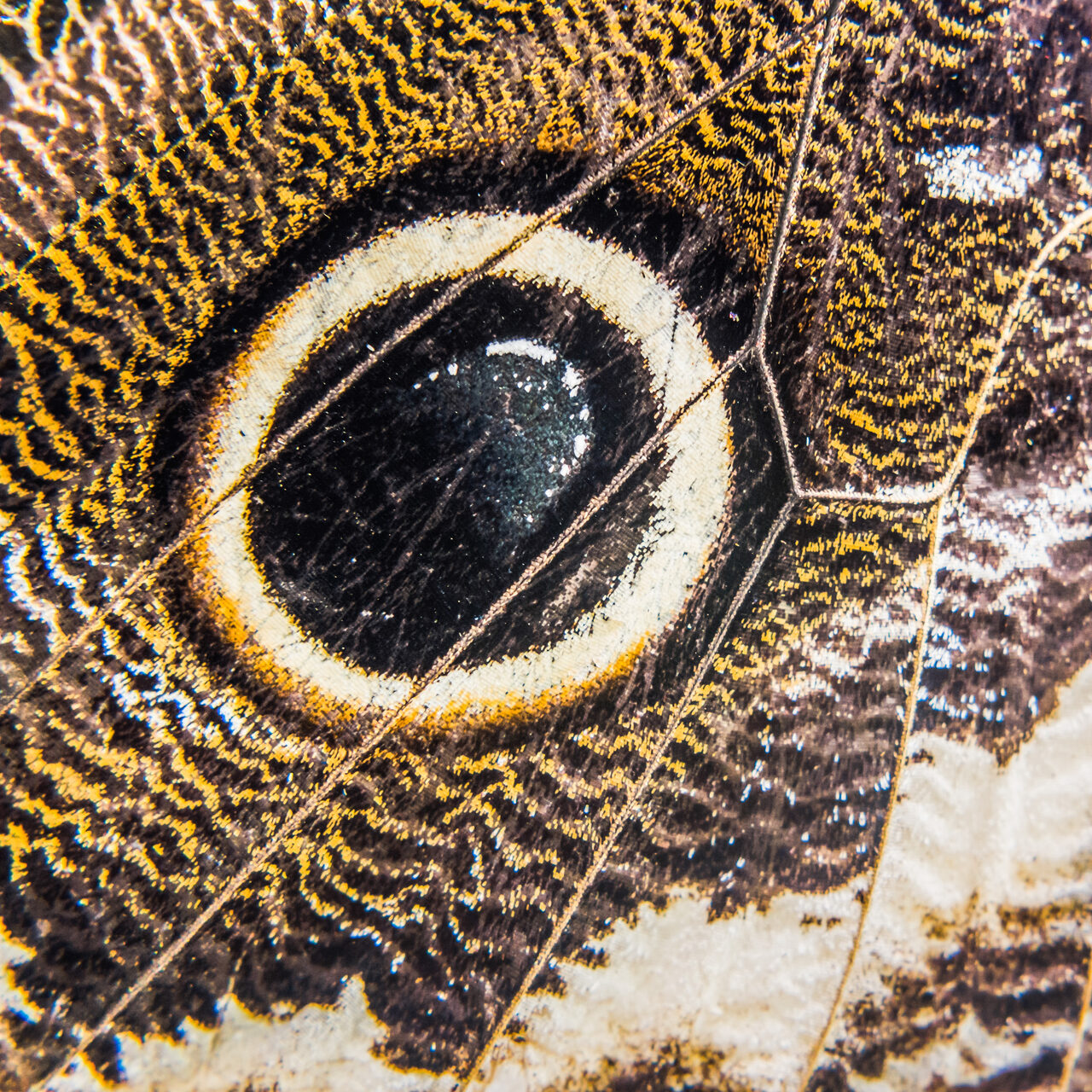 Ecuador Travel Photography Owl Butterfly wing macro of wing pattern details Mashpi Cloud Forest Choco Rainforest Ecuador South America