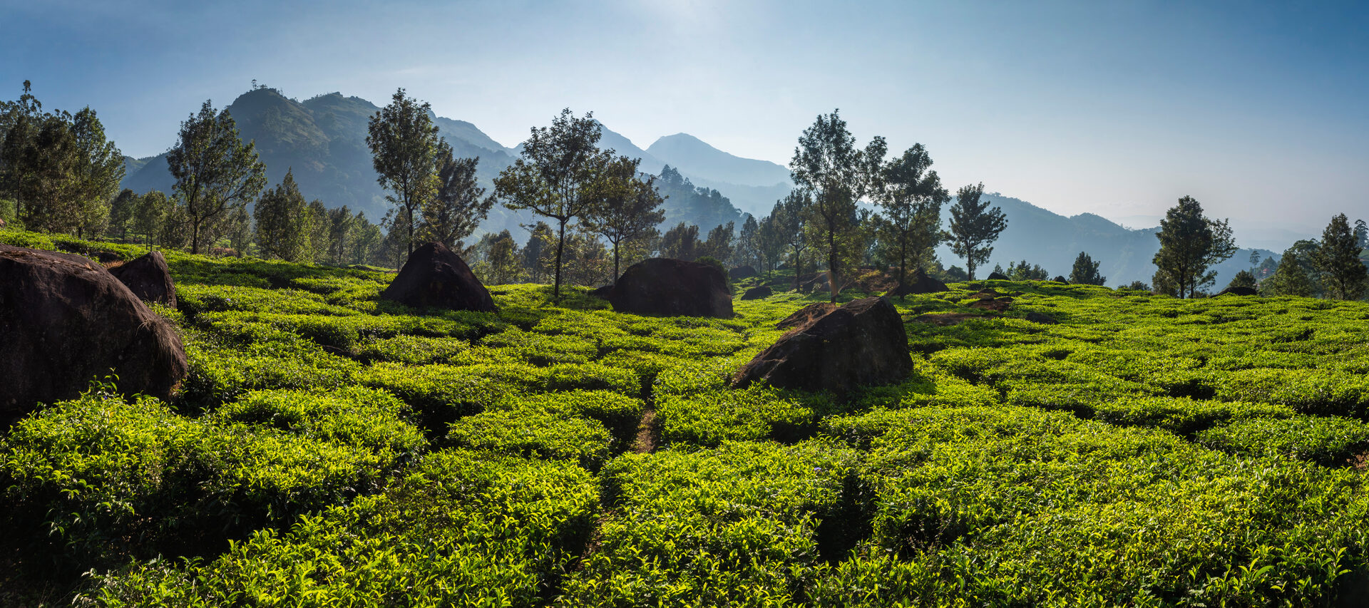 India Landscape Photography Munnar Western Ghats Mountains Kerala India