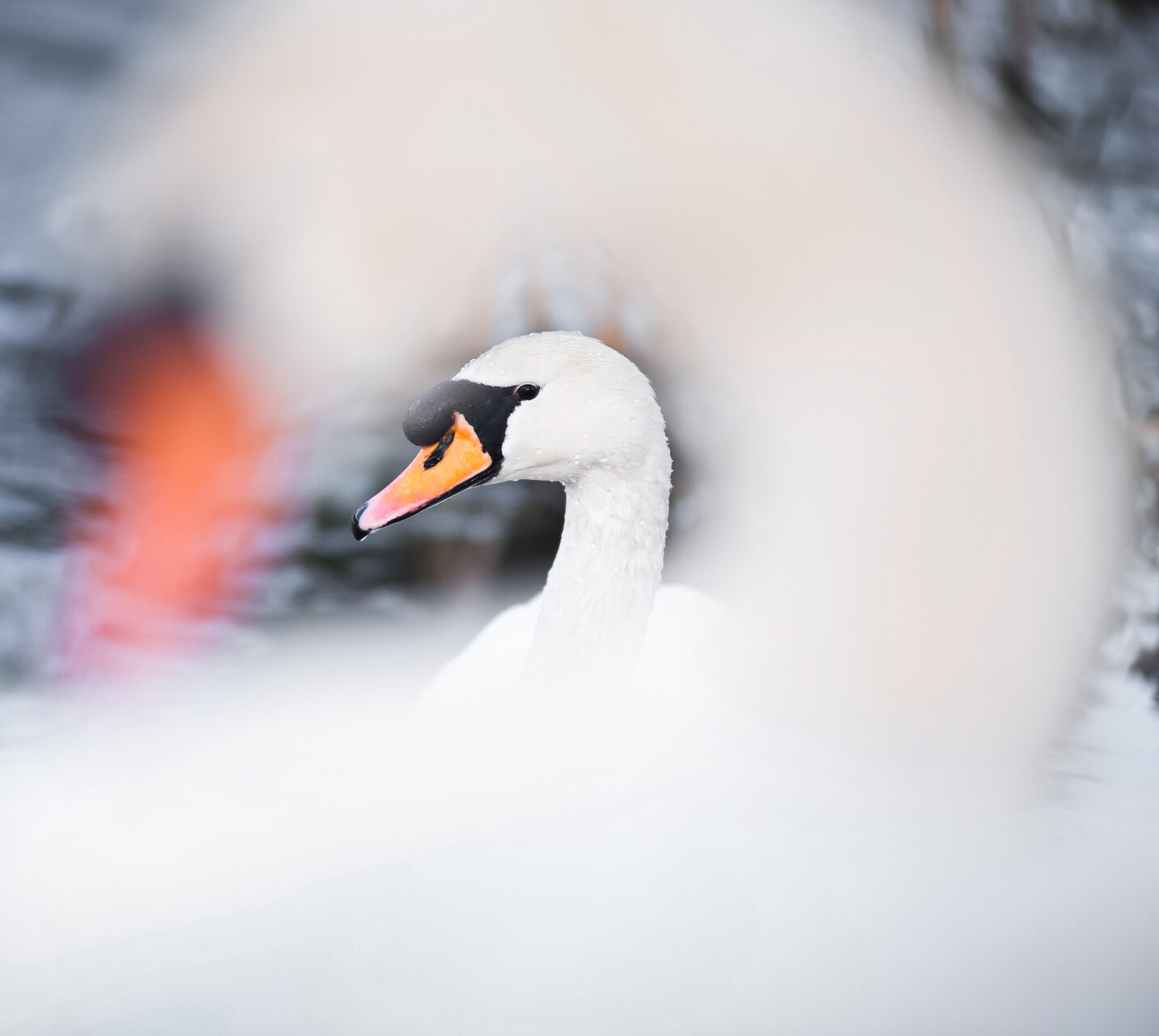 Wales Wildlife Photography Swan at Llanmynech on the border of England and Wales
