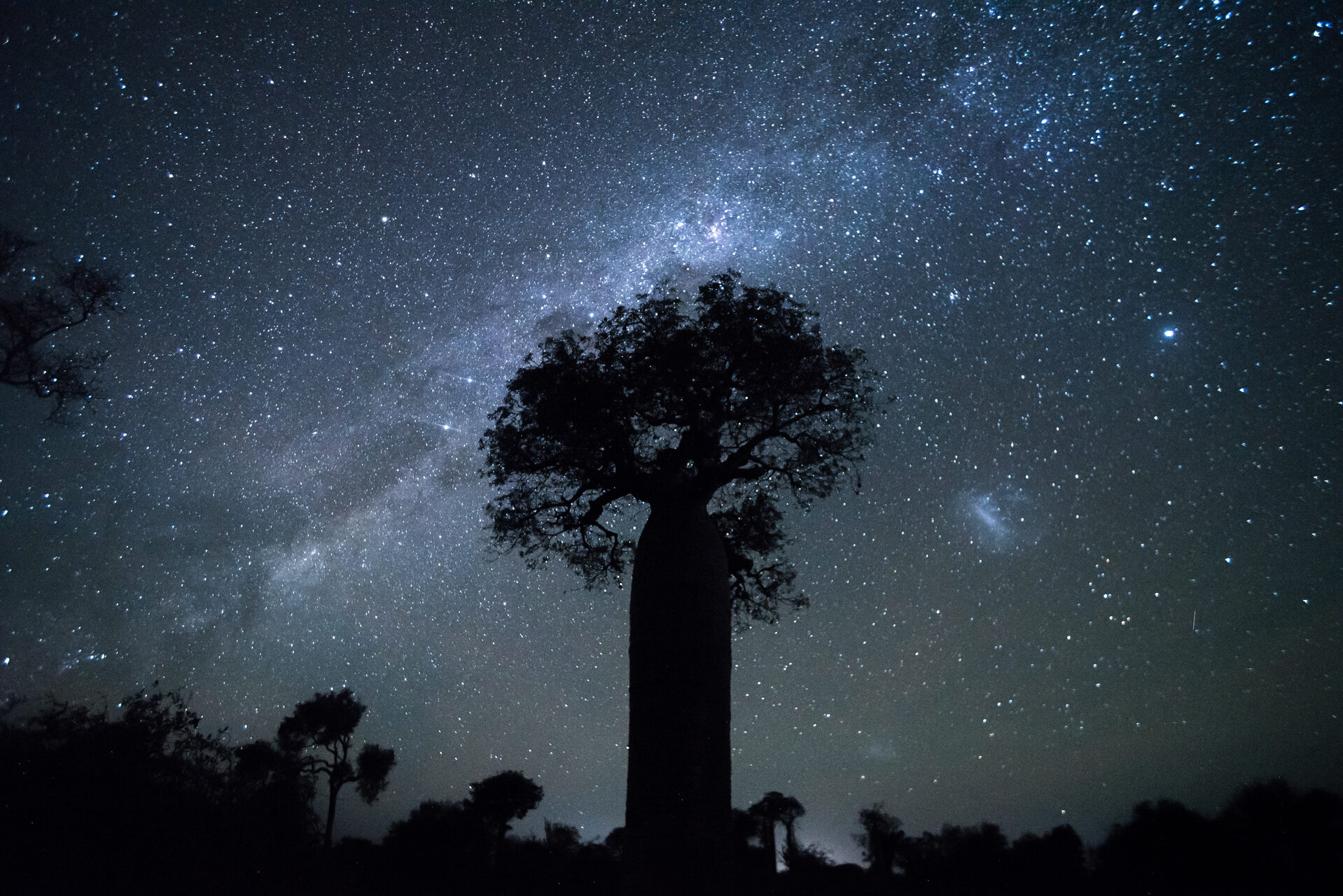 Madagascar Wildlife Photography Holiday Baobab tree under the stars at night in spiny forest Ifaty South West Madagascar Africa