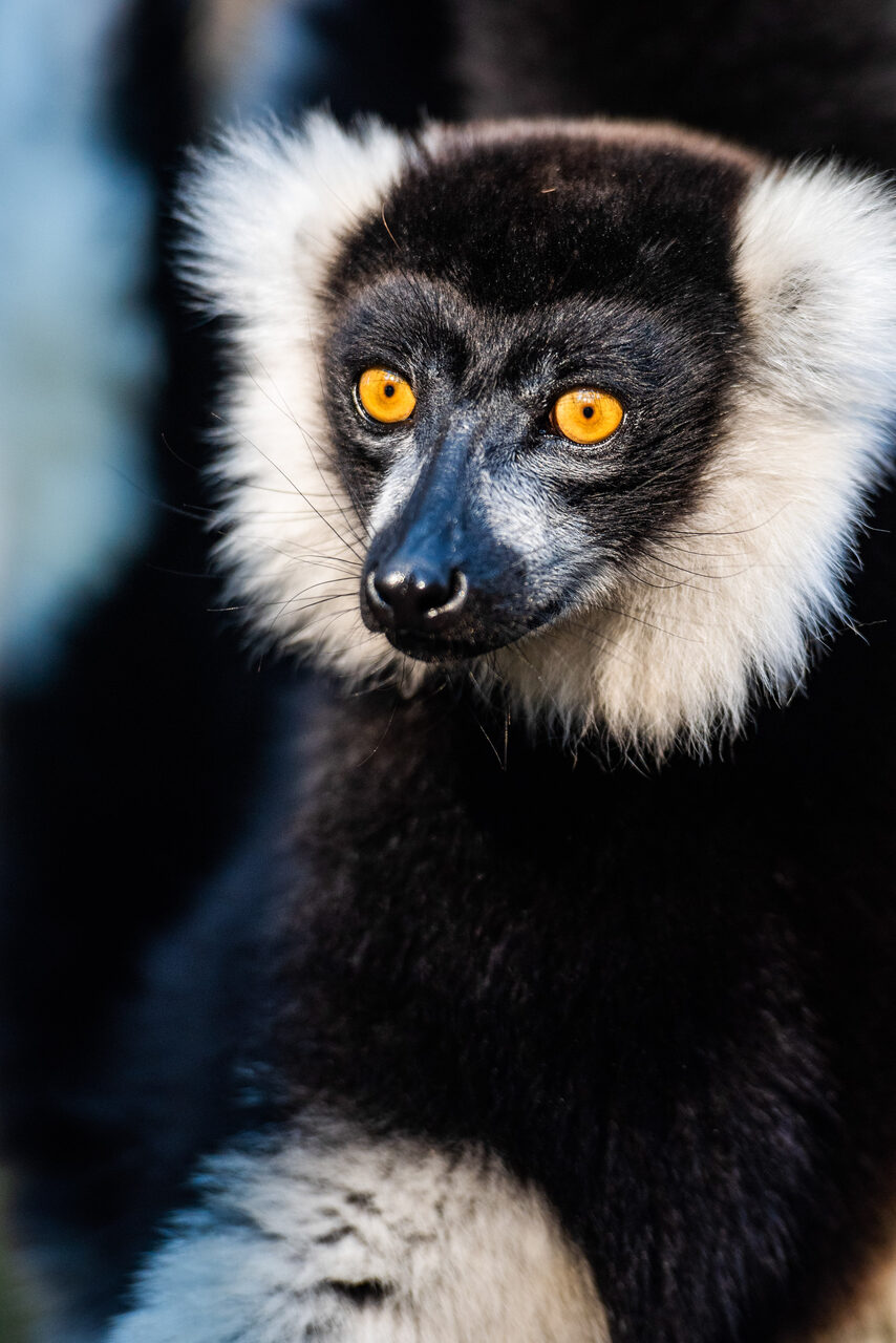 Madagascar Wildlife Photography Holiday Black and White Ruffed Lemur Varecia variegata endemic to Madagascar Andasibe